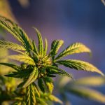 Bill to Reduce Cannabis Possession Punishments Heads to Iowa Senate