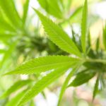 Committee Suggests Bill for Allowing Sale of Hemp Products