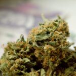 All About CBG and Its Benefits as a Cannabinoid