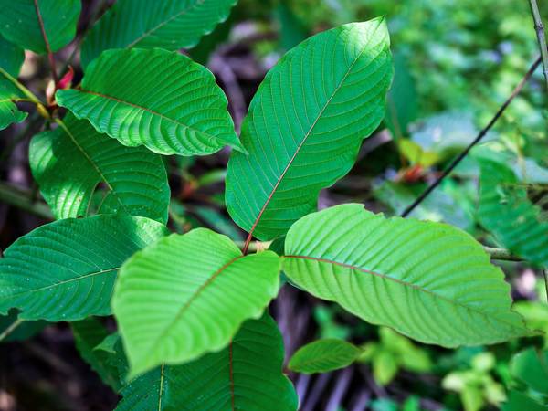 Gold Bali Kratom Effects And Dosage Of A Top Shelf Kratom Kratom Rack Kratom Products Reviews
