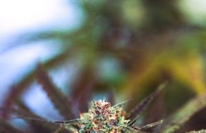 Illinois Sitting On $62 Million In Cannabis Revenue Meant To Foster Businesses And Help Neighborhoods Hurt By Poverty And Violence