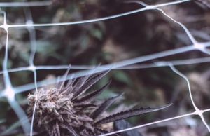 What To Know Before Giving Your Pet CBD