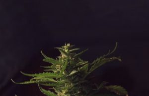 Recycling Program Aims To Convert Cannabis Waste Into Fuel