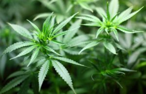 Top 7 CBG Benefits You Have to Know Right Now Top 7 CBG Benefits You Have to Know Right Now