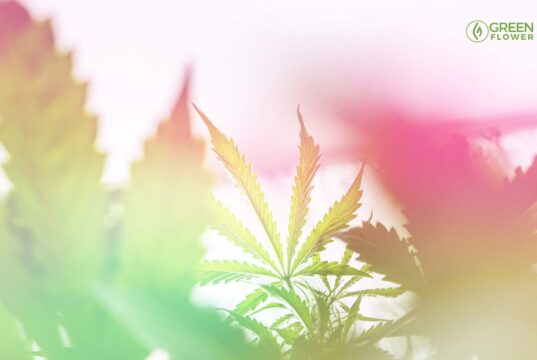 Why the US Hemp Industry has a Bright Future Ahead of It