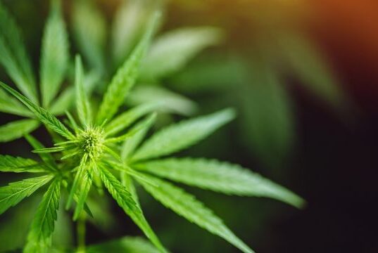 New Jersey To Slow Down Marijuana Legalization With A New Proposal